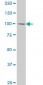 MCM3 Antibody (monoclonal) (M03)